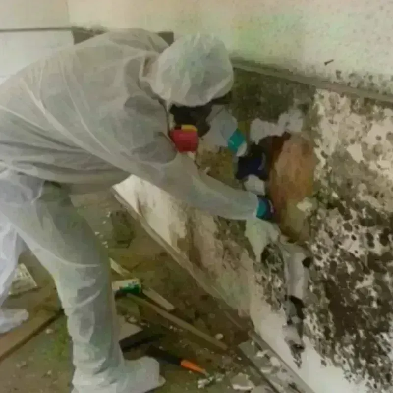 Mold Remediation and Removal in Maynardville, TN